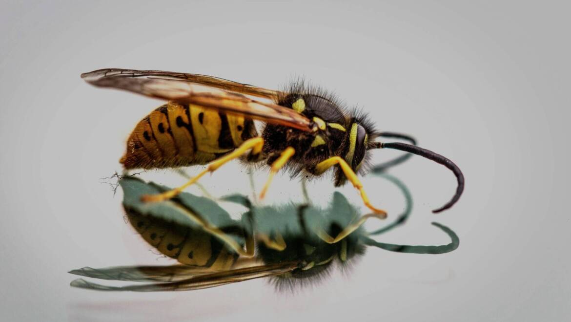 How to Control Wasps in Backyard During Summer BBQ Season?