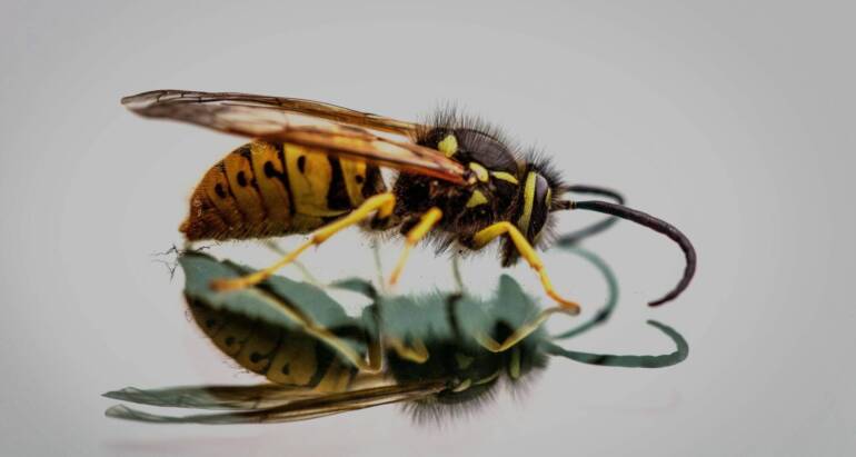 How to Control Wasps in Backyard During Summer BBQ Season?