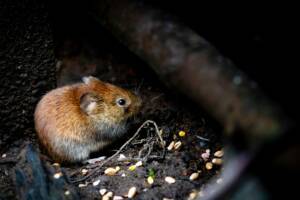 best way to control mice