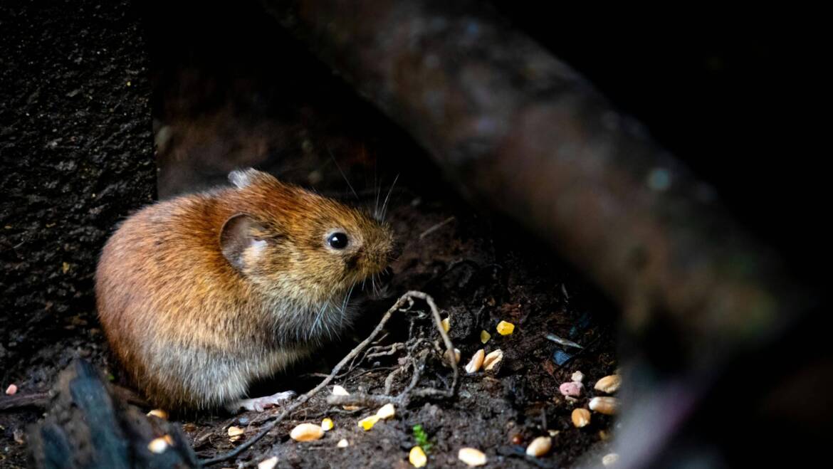 Best Way to Control Mice in the Kitchen and Pantry Areas