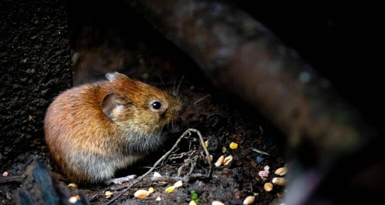 Best Way to Control Mice in the Kitchen and Pantry Areas