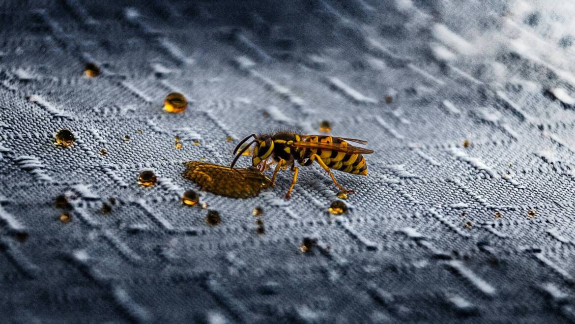 Remove Wasp Nest without Worry: What You Should Know Immediately