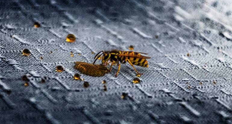 Remove Wasp Nest without Worry: What You Should Know Immediately