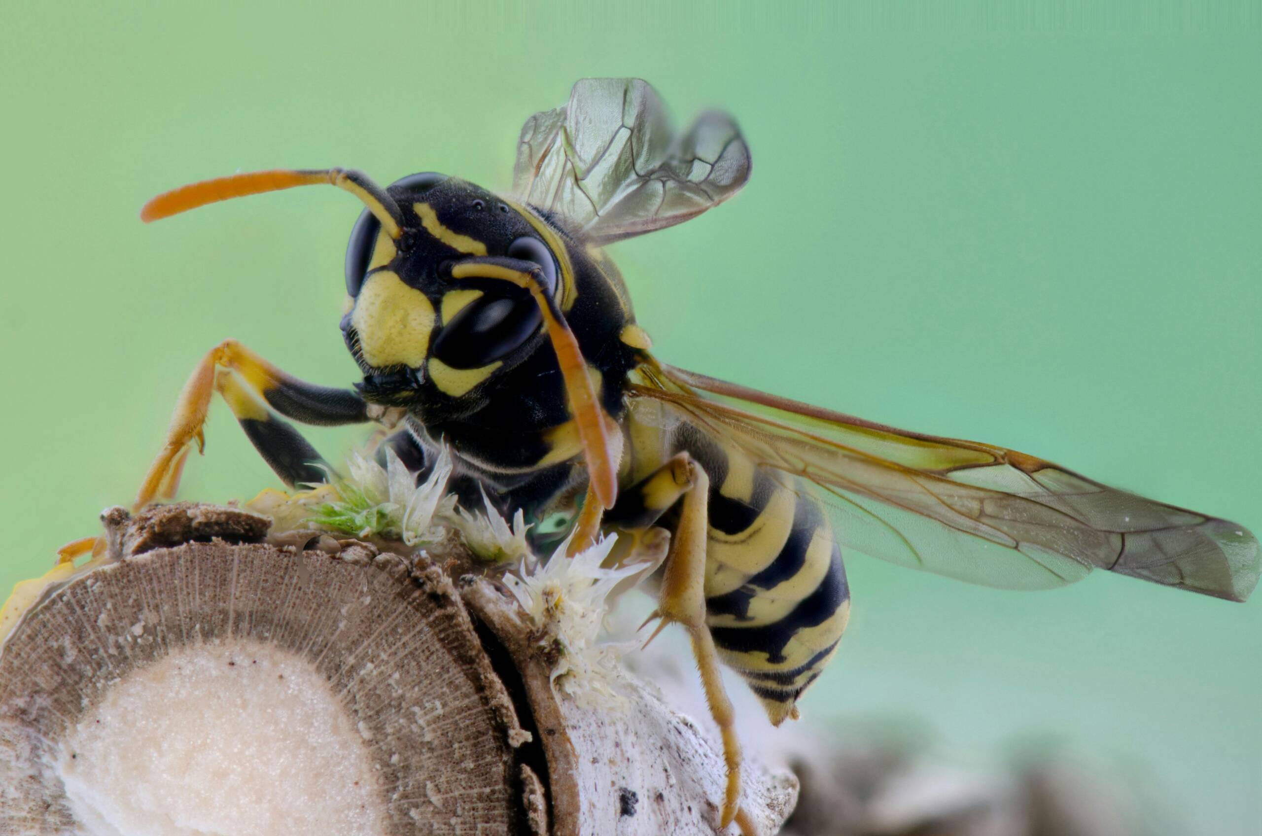wasp control Cambridge