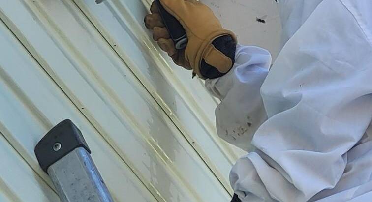 Paper Hornet Nest Removal: How to Handle Without Getting Stung