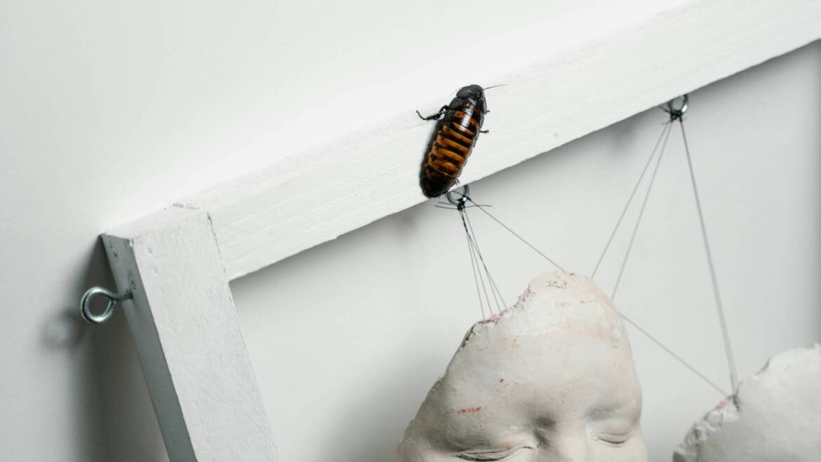 Where Do Cockroaches Hide: Common Places and How to Find Them