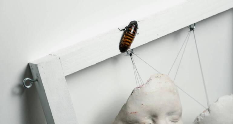 Where Do Cockroaches Hide: Common Places and How to Find Them