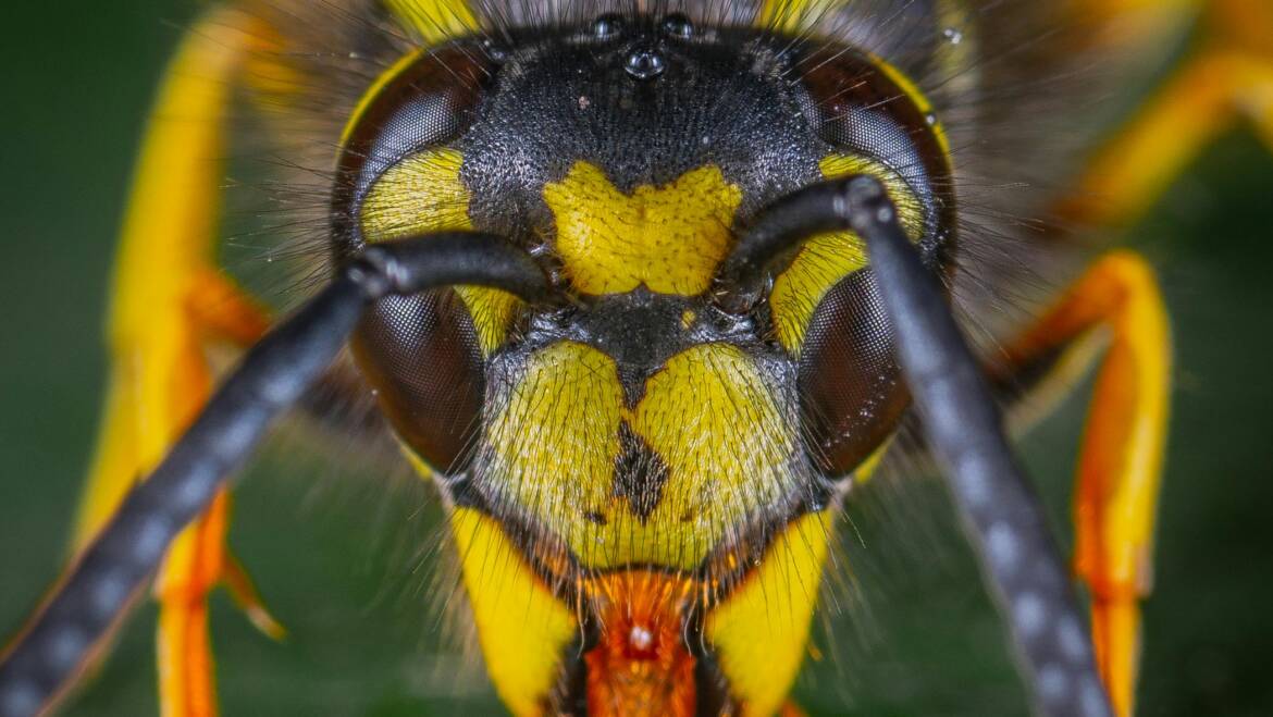 Identify Wasp Nest: Early Warning Signs Before Infestation