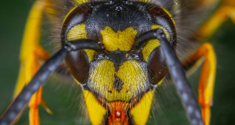 Identify Wasp Nest: Early Warning Signs Before Infestation