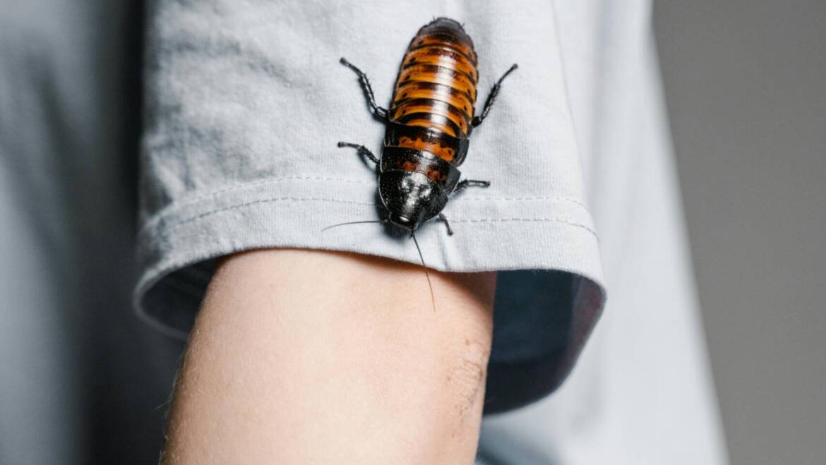 Regular Home Inspections by Exterminators: Is It Worth It?