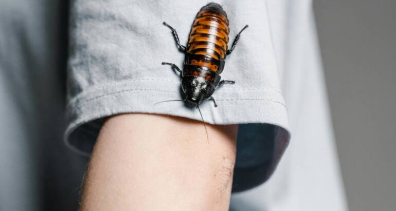 Regular Home Inspections by Exterminators: Is It Worth It?