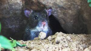 why rodents love high-rise buildings
