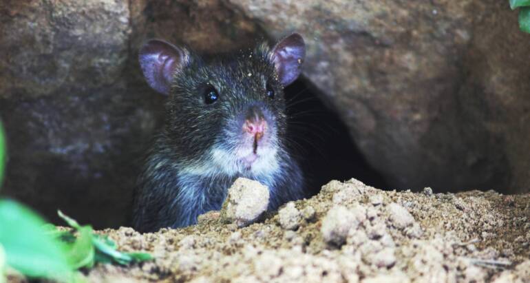 Why Rodents Love High-Rise Buildings: Ways to Keep Them Out