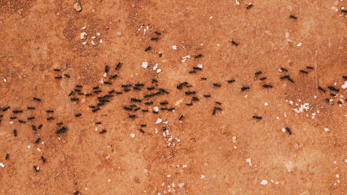 Preparing for an Ant Control Inspection: What to Expect