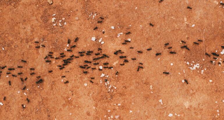 Preparing for an Ant Control Inspection: What to Expect