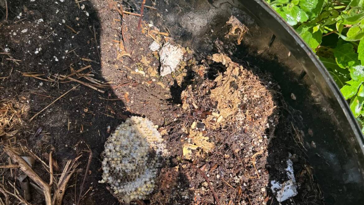 Risks of Ignoring Wasp Infestation During Warmer Months