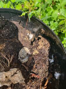 risks of ignoring wasp infestation