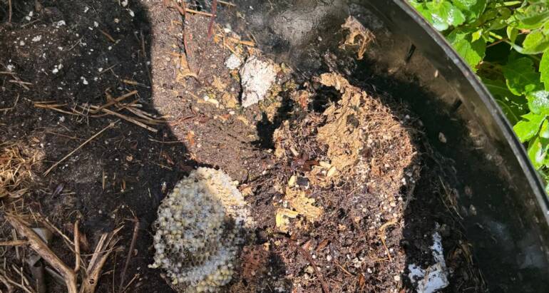 Risks of Ignoring Wasp Infestation During Warmer Months