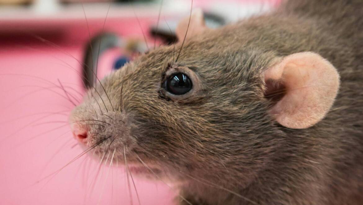What Does a Rat Like to Eat Outdoors and Around Your Home?