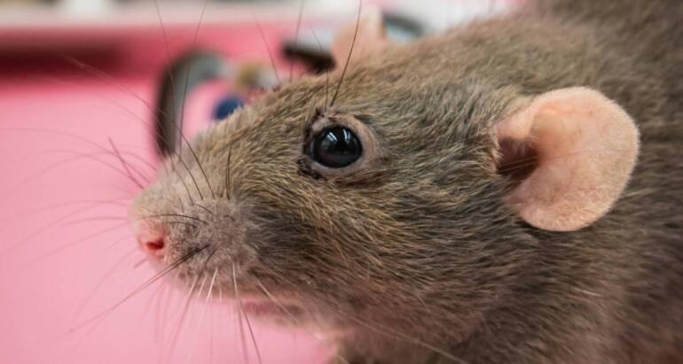 What Does a Rat Like to Eat Outdoors and Around Your Home?