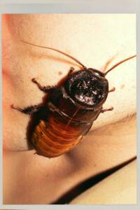 why cockroach infestations happen