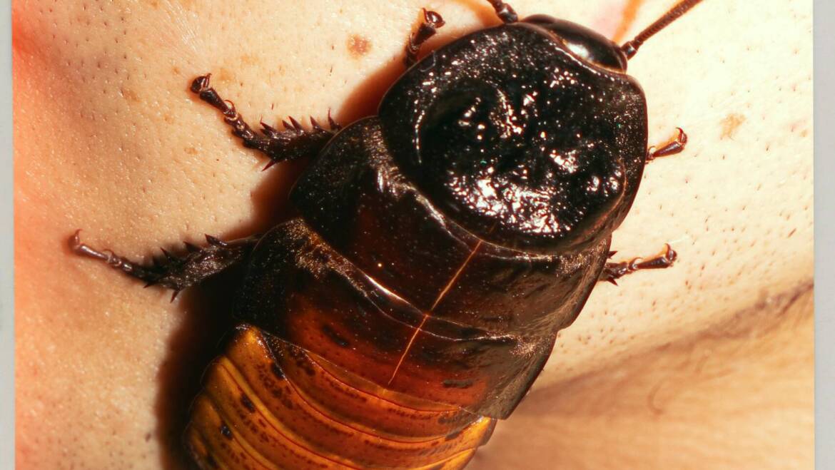 Why Cockroach Infestations Happen: Understanding What Attracts Them