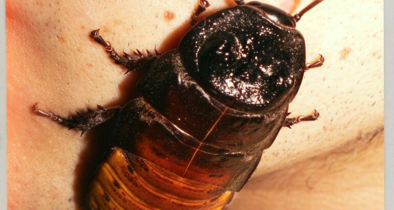 Why Cockroach Infestations Happen: Understanding What Attracts Them