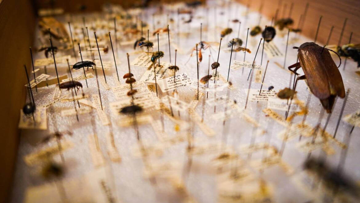 Will Cockroaches Eat Bed Bugs: Better Ways to Eliminate Both