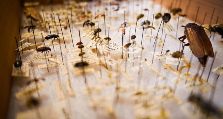 Will Cockroaches Eat Bed Bugs: Better Ways to Eliminate Both