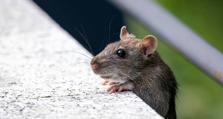 Common Pests Found in Healthcare Facilities and Their Prevention Tips