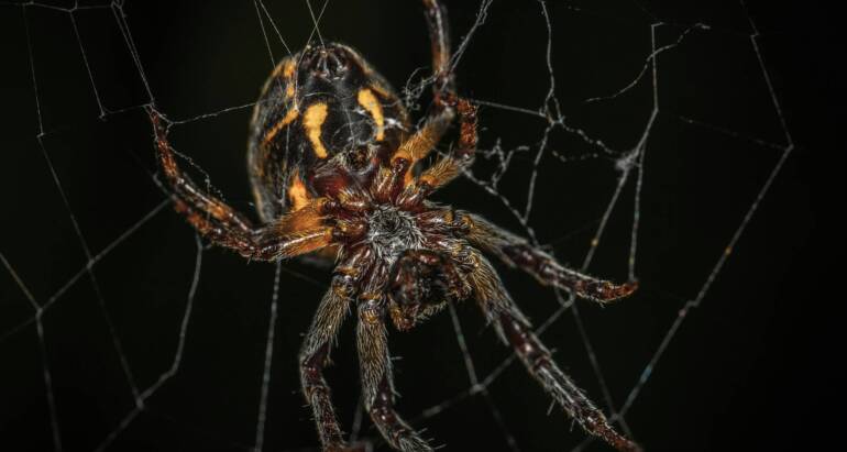 Do Spiders Kill Roaches: What Really Happens When They Meet