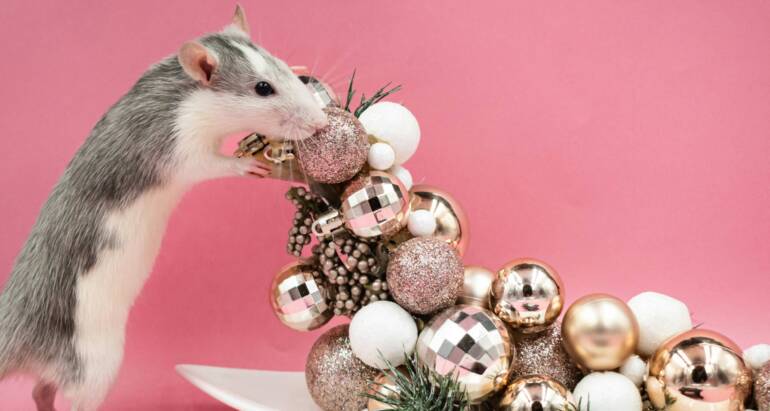 Prevent Rat Infestations: Common Mistakes That Attract Rodents