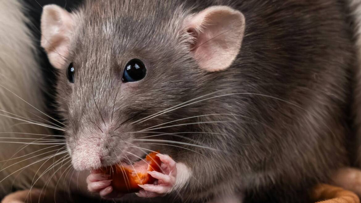 Rodents During Christmas Season: Holiday Cleaning Tips to Follow