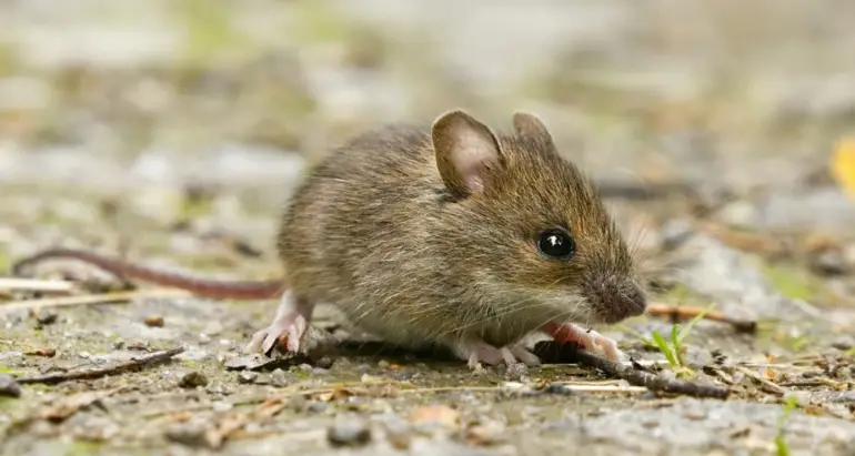 Mice Control and Removal