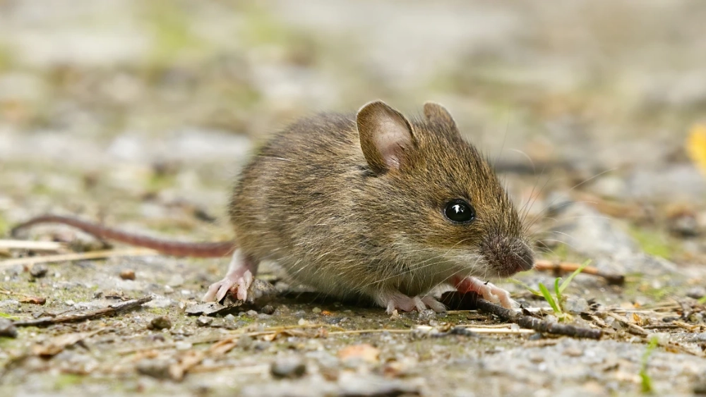 Mice Control and Removal