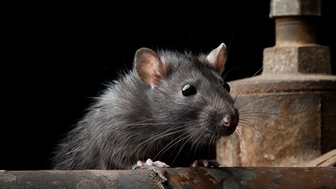 Rat Control and Removal