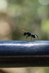 What Attracts a Carpenter Ant