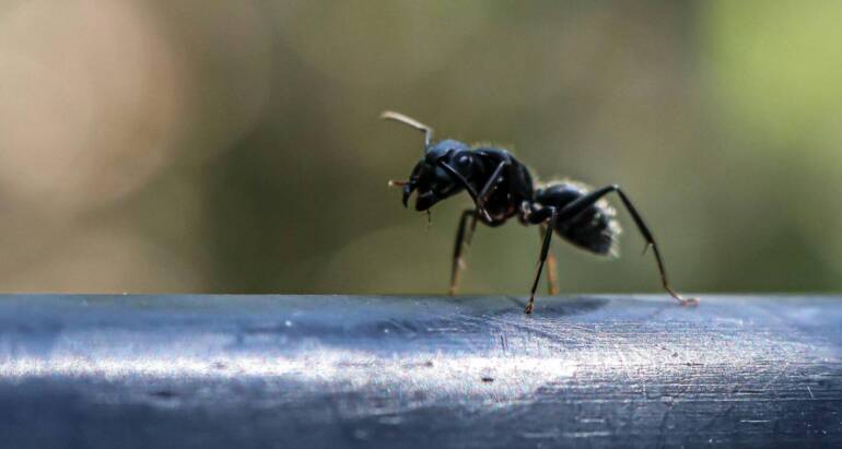 What Attracts a Carpenter Ant?