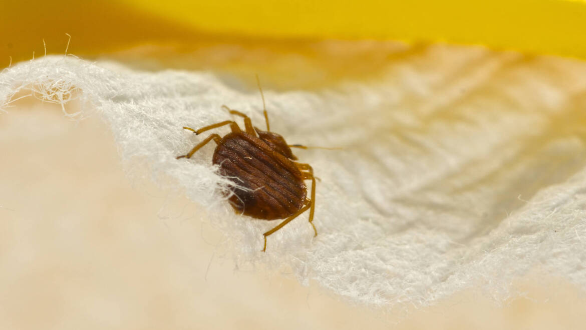 Identify Bed Bug Bites: Signs, Symptoms, and Common Patterns