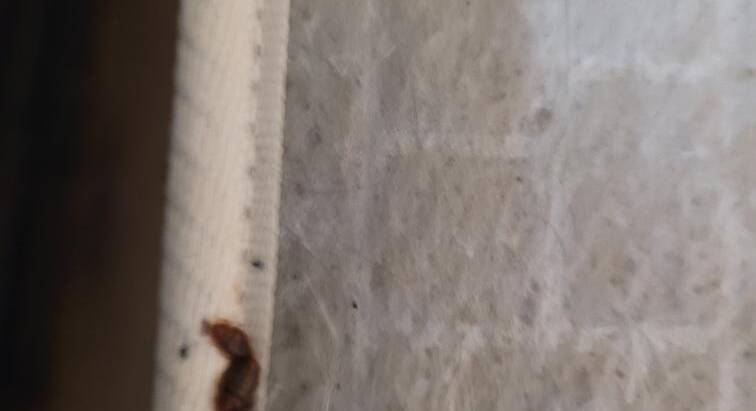 What Attracts Bed Bugs? Major Signs Your Home Is at Risk