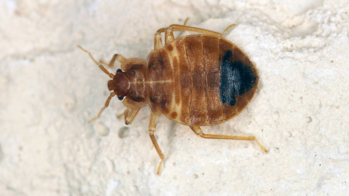 What Do Dead Bed Bugs Mean and How to Identify Them?