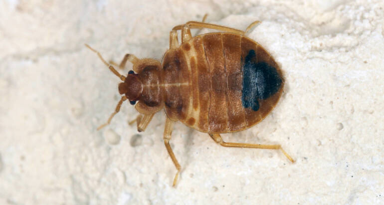 What Do Dead Bed Bugs Mean and How to Identify Them?