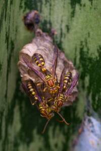 why wasps keep coming back