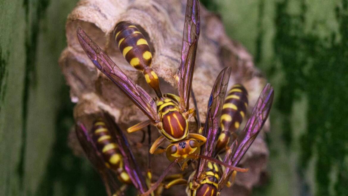 Why Wasps Keep Coming Back: Causes, Prevention & Solutions