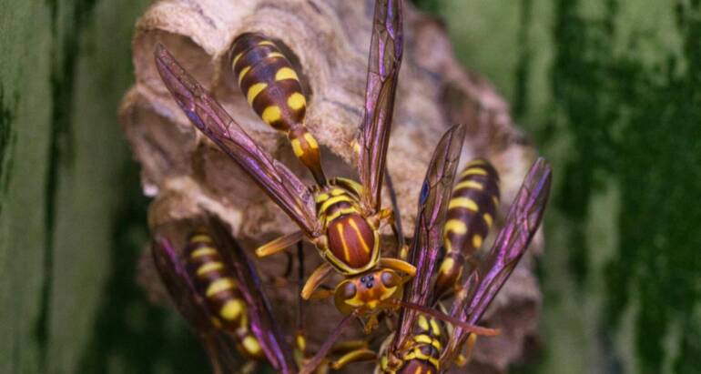 Why Wasps Keep Coming Back: Causes, Prevention & Solutions