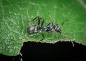 Signs of a Carpenter Ant Infestation