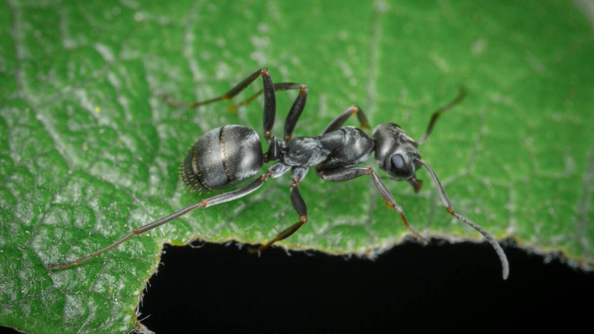 Signs of a Carpenter Ant Infestation