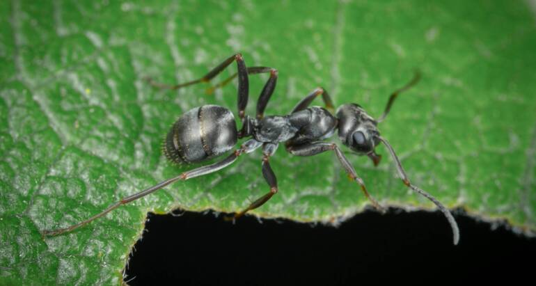 Signs of a Carpenter Ant Infestation