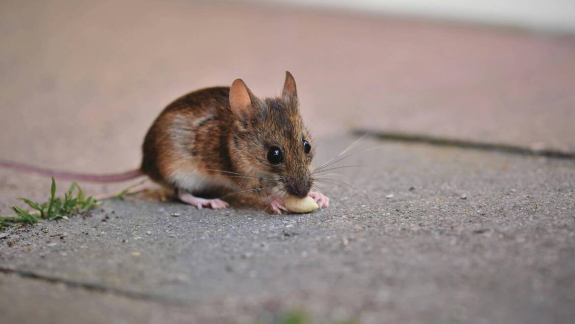 How Long Do Mice Live? A Complete Lifespan Guide to Know