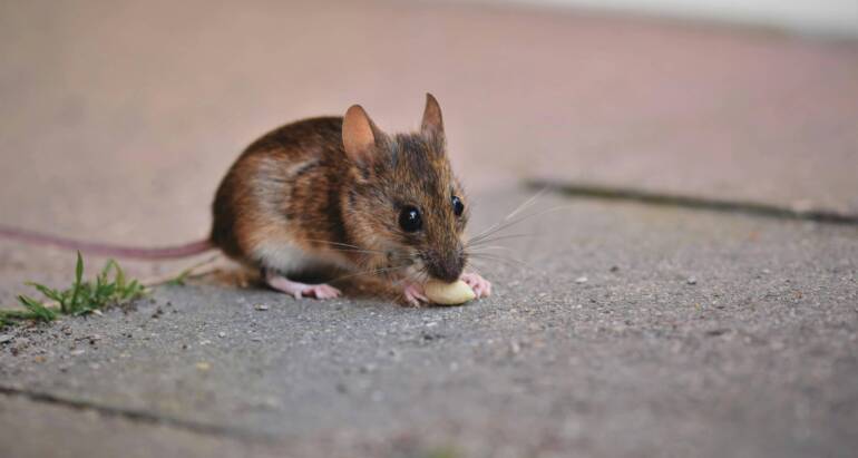 How Long Do Mice Live? A Complete Lifespan Guide to Know